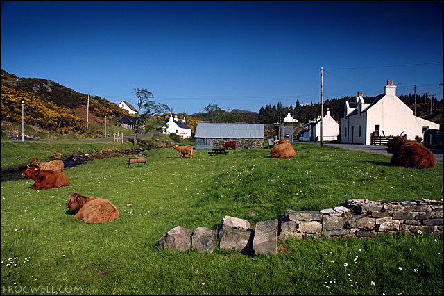 Highland Cows Duirinish.jpg